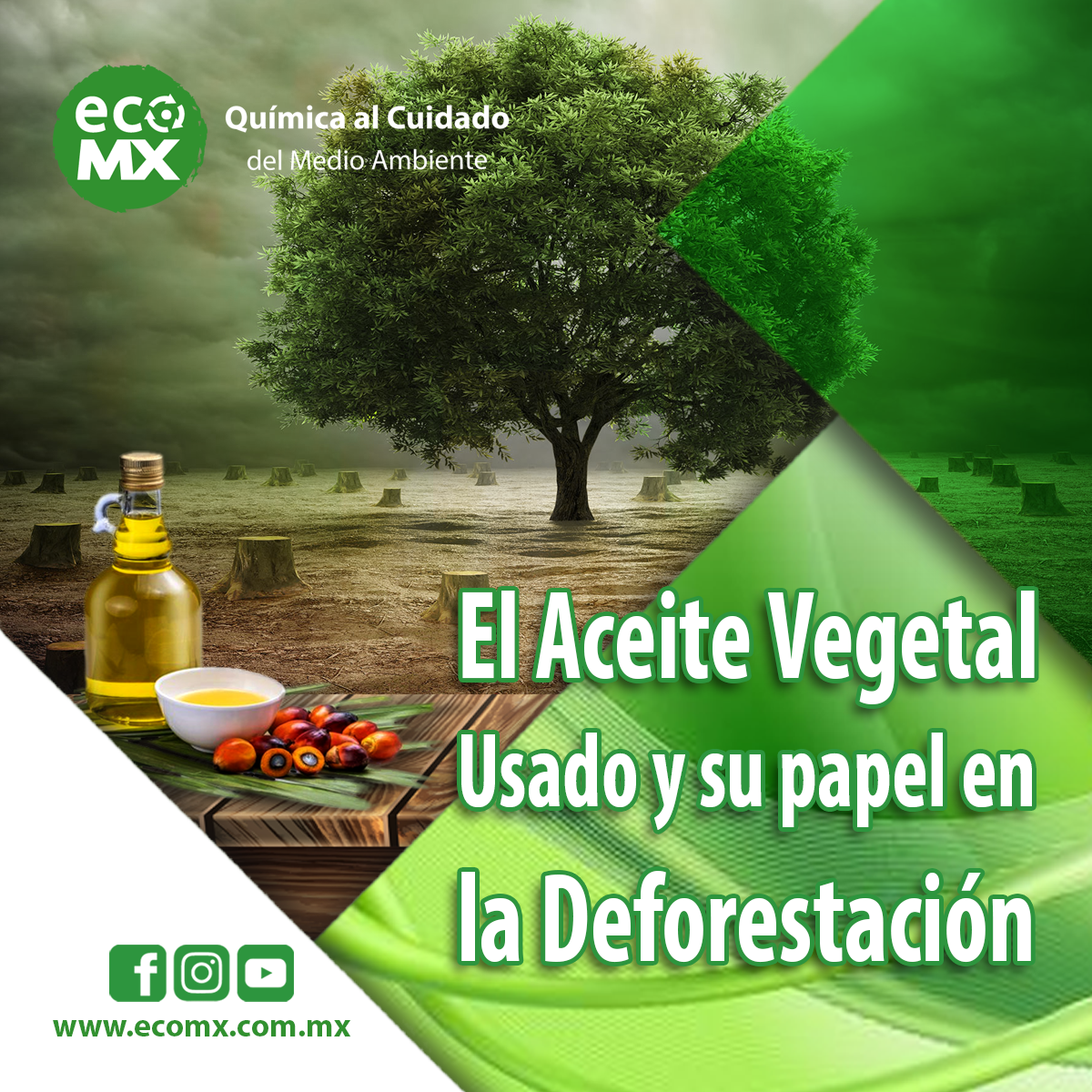 El Aceite Vegetal Usado Y Su Papel En La Deforestaci N Ecomx